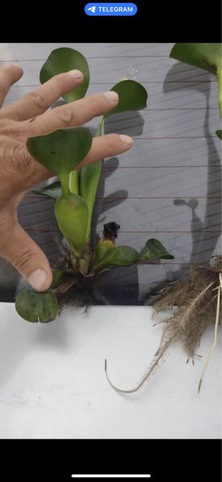 Эйхорния водяной гиацинт (кувшинка)