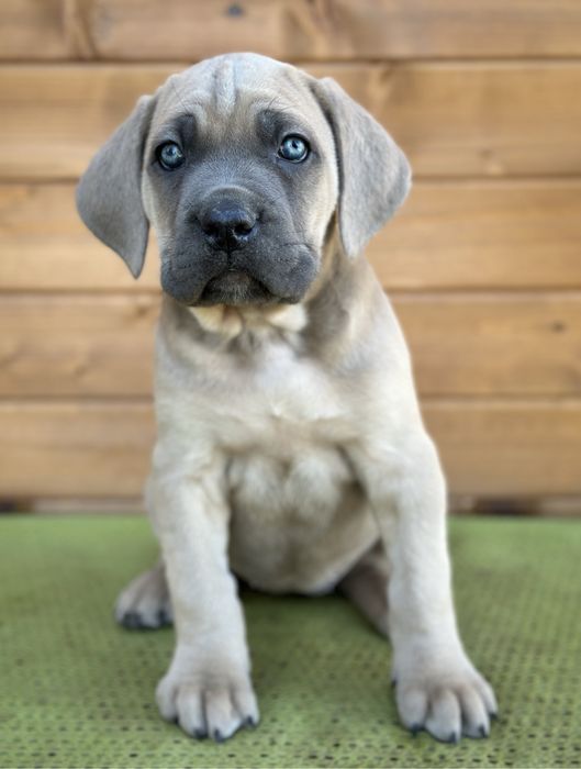 Кане корсо кученца