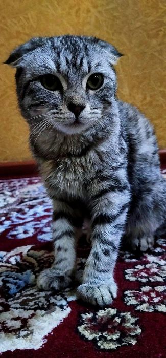 Mushuk Shotlandiyiskiy scotsh fold