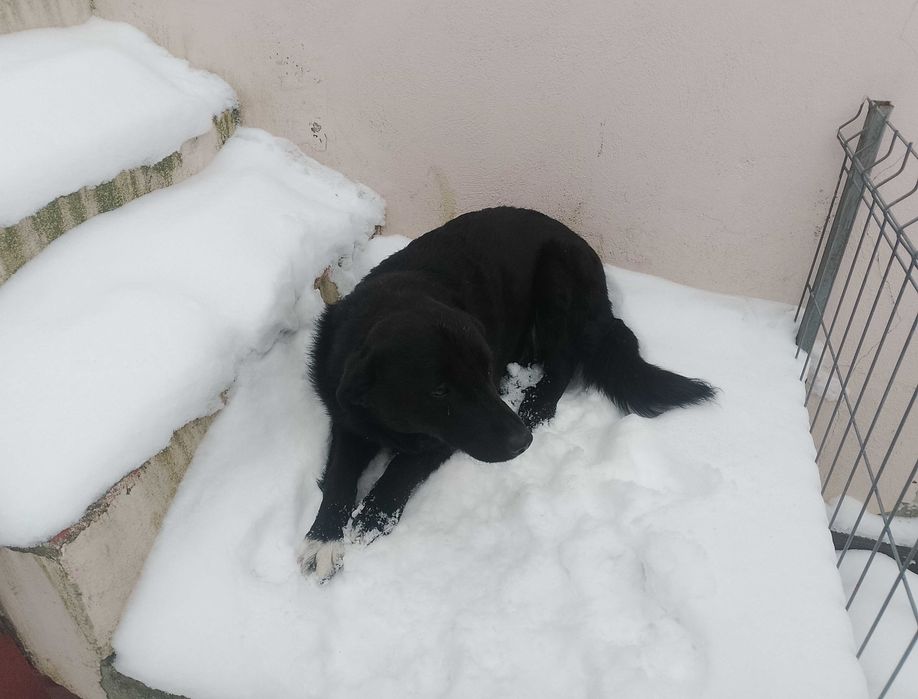 Câine pui donez sanatos