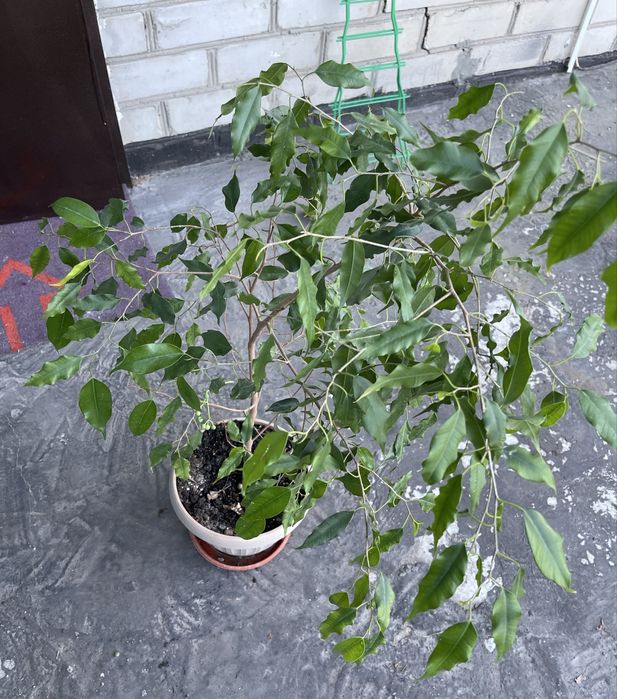 Продам комнатные цветы