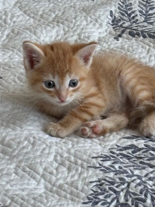 Отдам котят 1 месяц