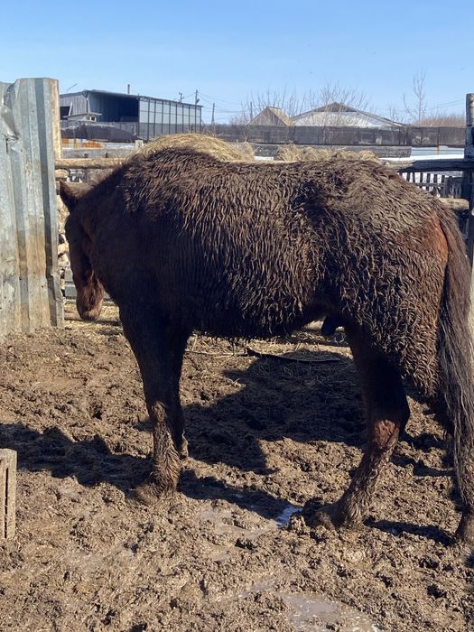 Продам лошадь тай