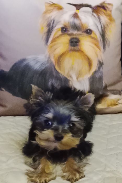 Продается девочка  миник