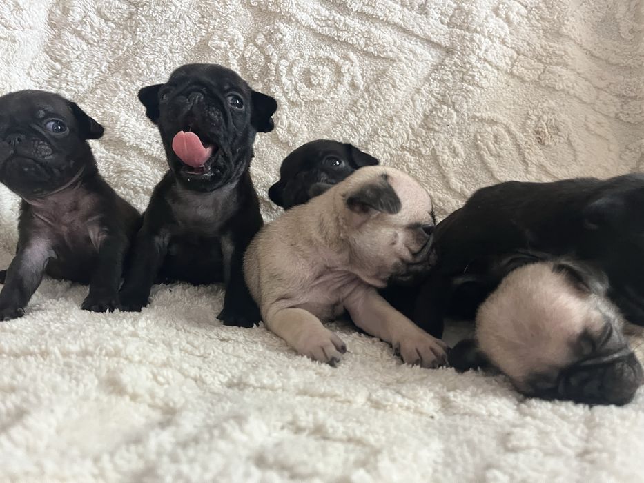 Щенки мопса бронь