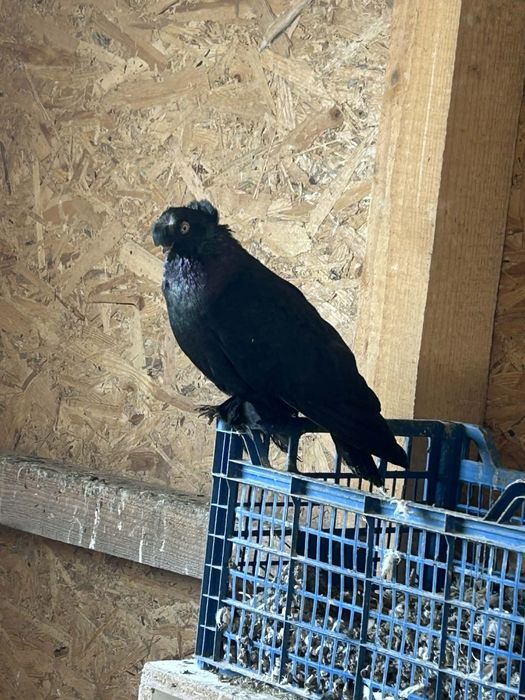 Jucători de Botoșani