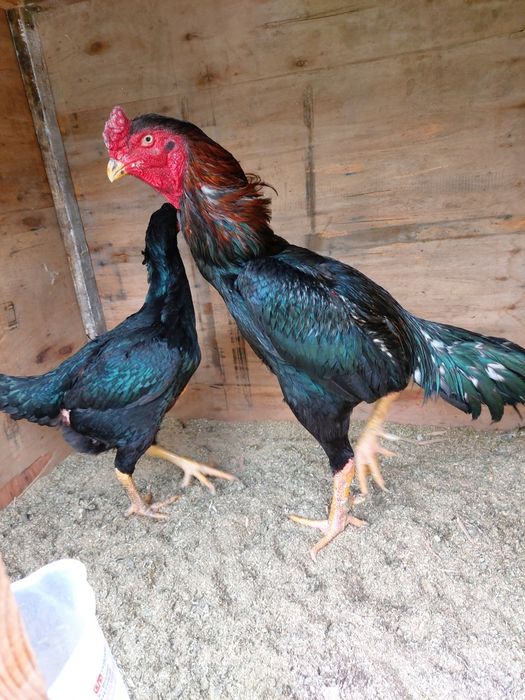 Katta xuruz sotiladi