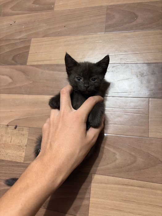 Продам котиков !