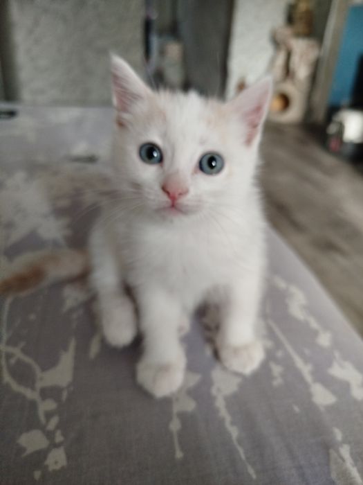 Пристраиваются котята