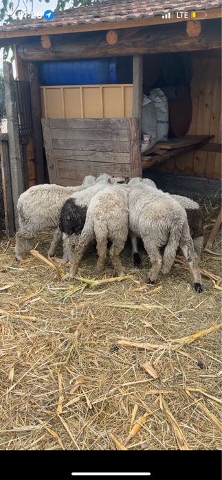 Vand 5 mieluțe breze si oacheșe