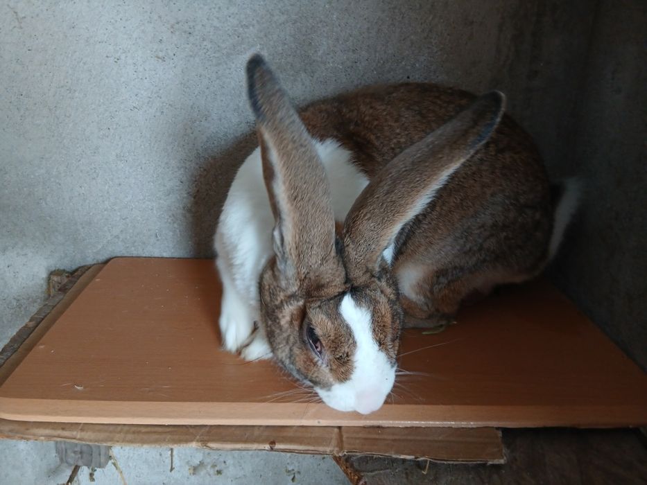 Masculi hycole francezi de vânzare.