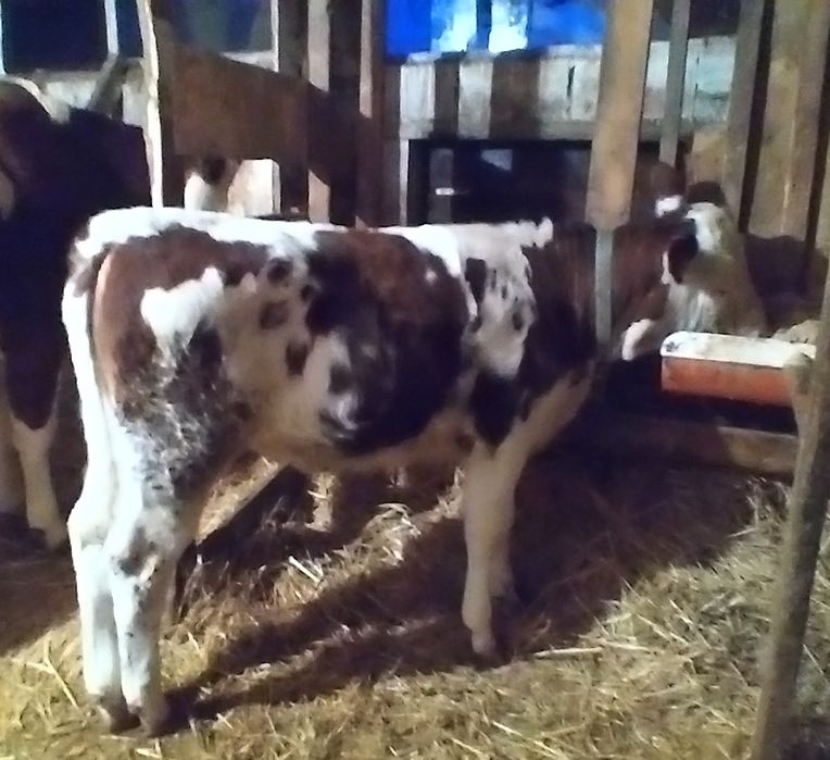 Vițea bălțată de Vînzare