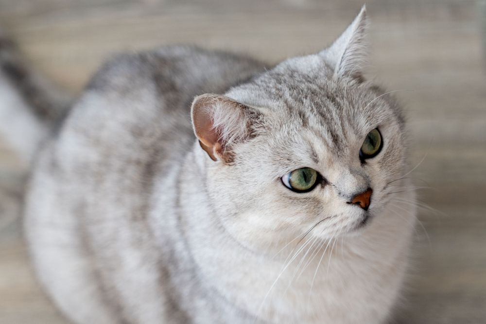 Подарявам котка Сребърна чинчила