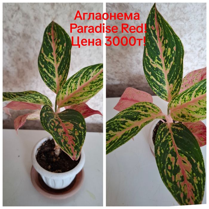 Продам домашние цветы!