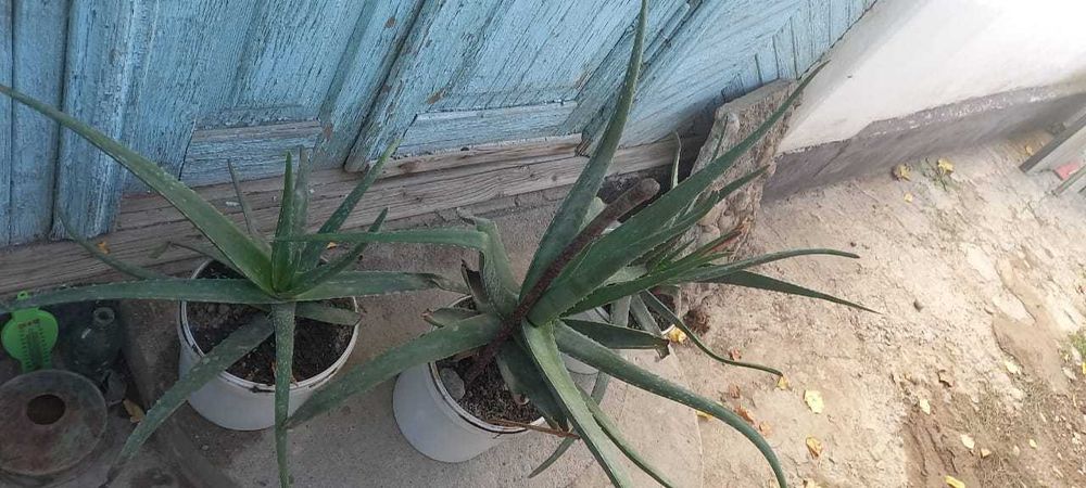 Алоэ вера лечебный