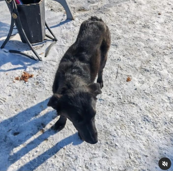 Пропала  собака.