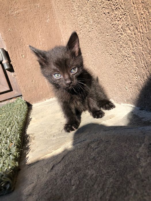Ofer spre adopție un pui de pisică
