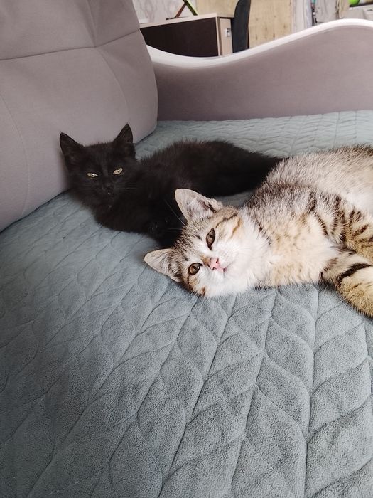 Котята хорошие приучены к туалету