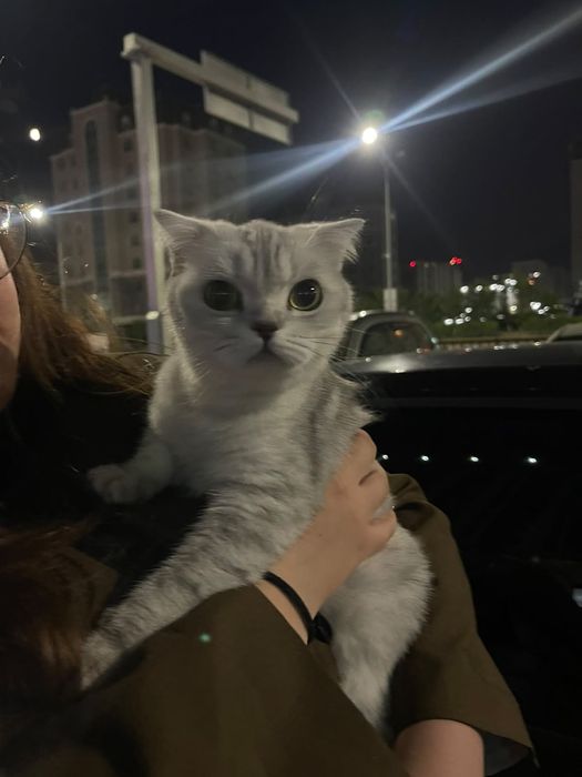 Продаётся котёнок
