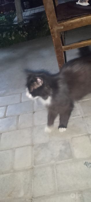 Sotiladi Xonaki aqlli mushok