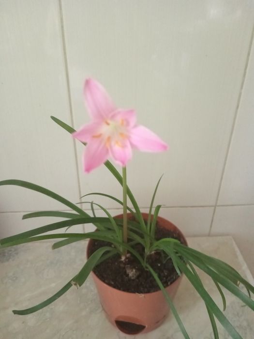 Цветок зефирантес