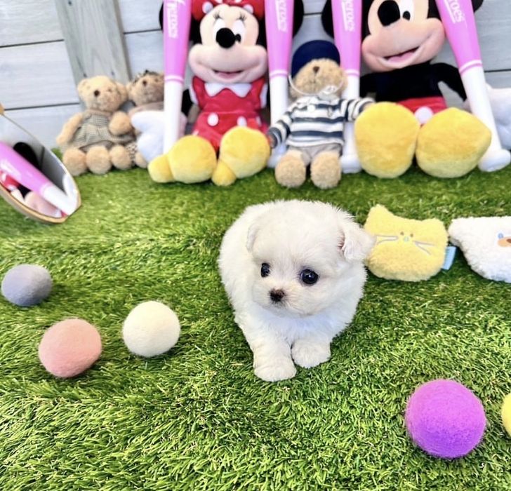 Bichon Maltez mini toy