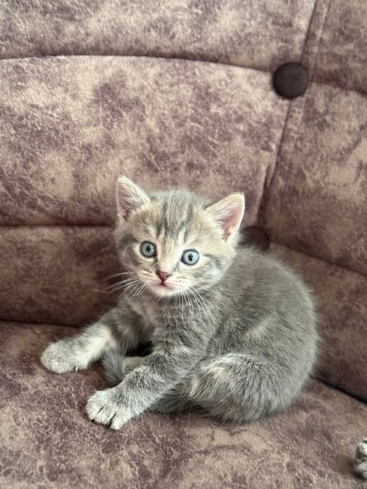 Mushukchalar Onasi bilan birga