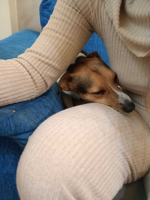 Грууминг в домашни условия