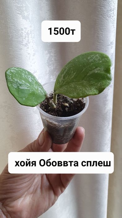 Комнатные растения