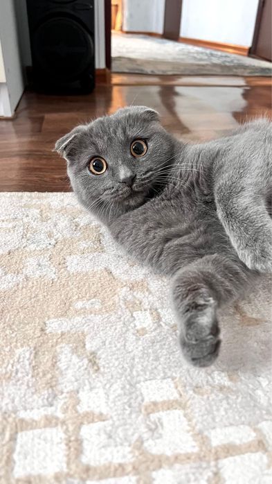 Кошка мысык еркек