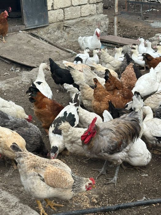 Продам уток и селезень