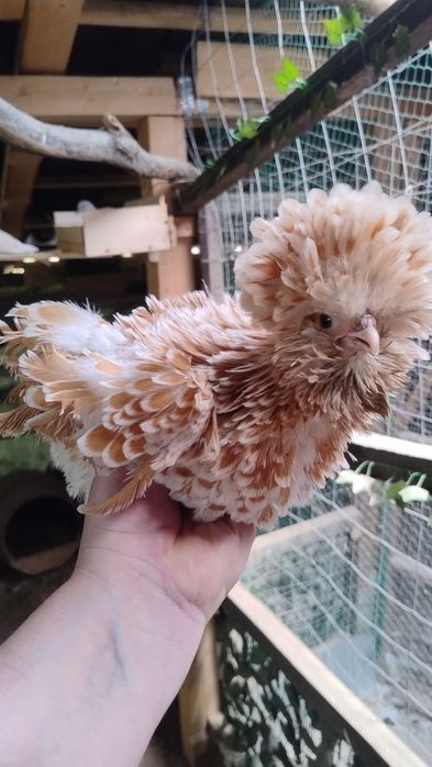 Familii paduana chamois frezat