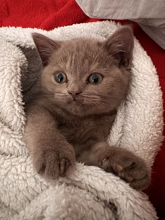 Кошка британская шиншилла