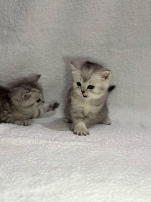 Продается котенок (мальчик)