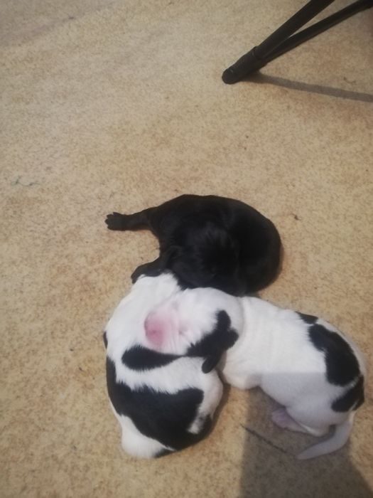 Английский Кокер спаниель