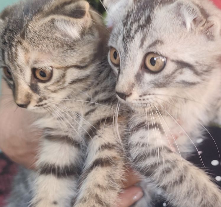 продаются маленькие котята