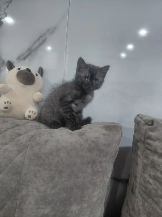 Отдам котёнка в добрые руки