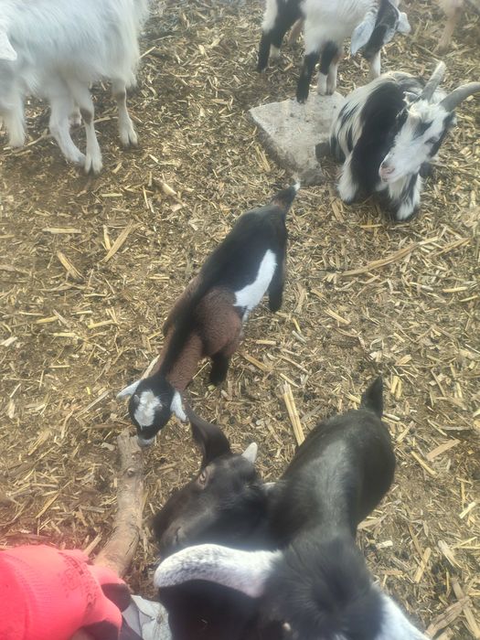 Iezi mitis anglonubian