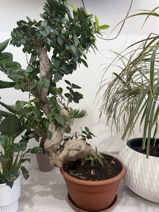 Продам Домашние цветы