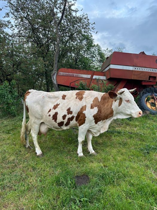 Vaca Bălțată Românească