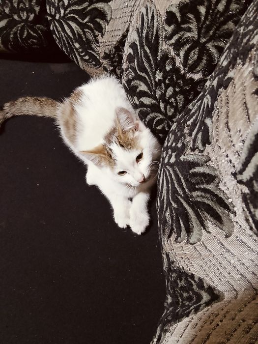 Маленькая белая шустрая кошечка
