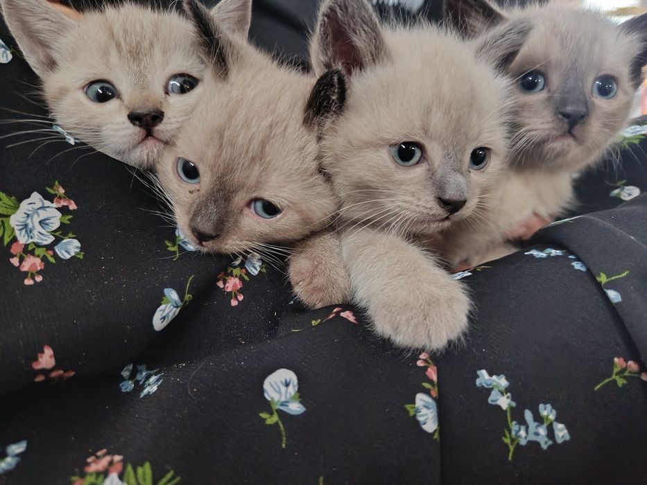 Отдам котят в зорошие руки