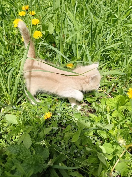 Отдам в добрые руки котят.