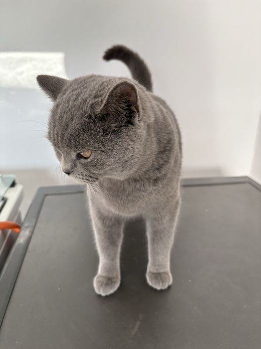 Pisica Brithis femela