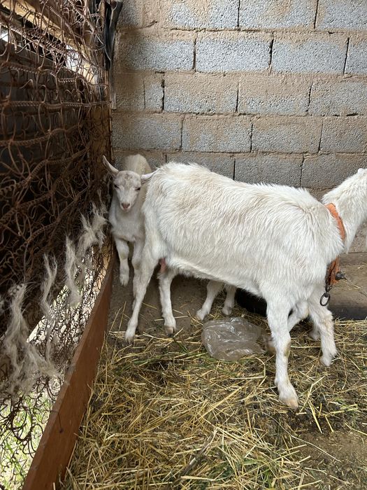 Продается коза с 2 козлятами