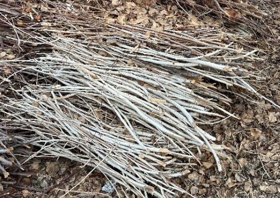 Oʻtinlar terak shoh