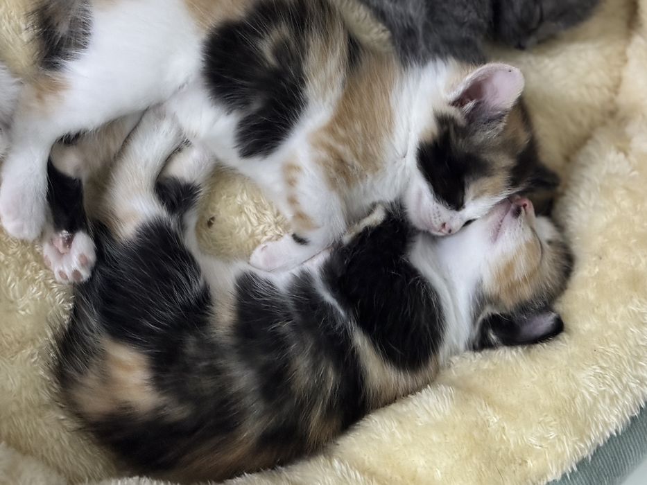 Отдам котят в добрые руки