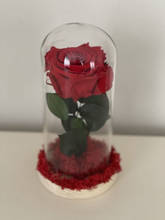Trandafir criogenat cluj