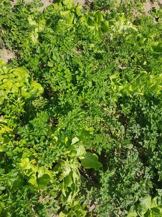 Tarhon, rozmarin, menta, patrunjel verde, feriga verde