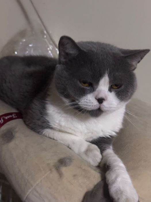 Pisică British Shorthair Bicolor – 3 ani